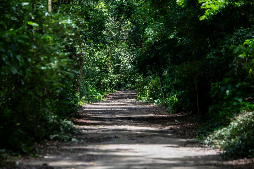 Bosque da Freguesia_Jacarepaguá_@Léo Ripamonti305A5671