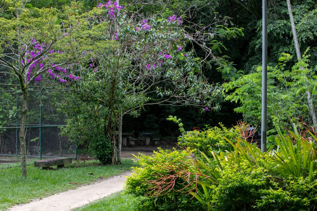 Bosque da Freguesia_Jacarepaguá_@Léo Ripamonti305A5684
